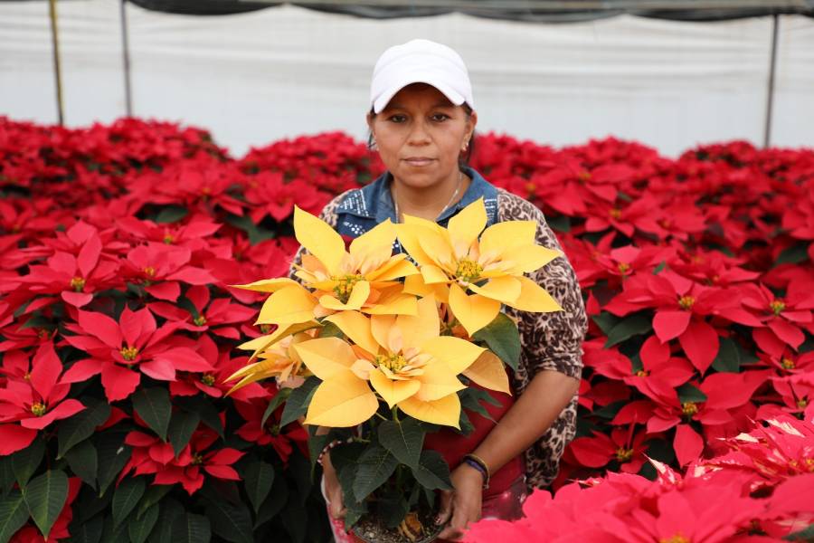 Estado de México ocupa los primeros lugares nacionales en producción de nochebuena