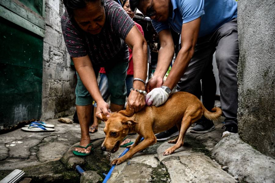 Aumento de agresiones por animales transmisores de rabia y dengue