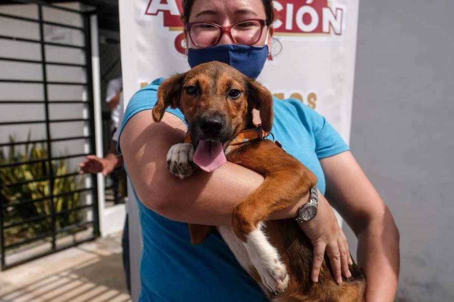 Habr&aacute; jornada de adopci&oacute;n de mascotas en Bogot&aacute;