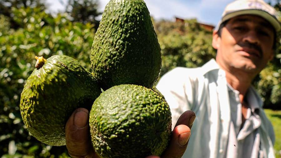 Gobierno de EEUU resalta crecimiento de exportaciones de aguacate colombiano a su pa&iacute;s por calidad y pr&aacute;cticas sostenibles