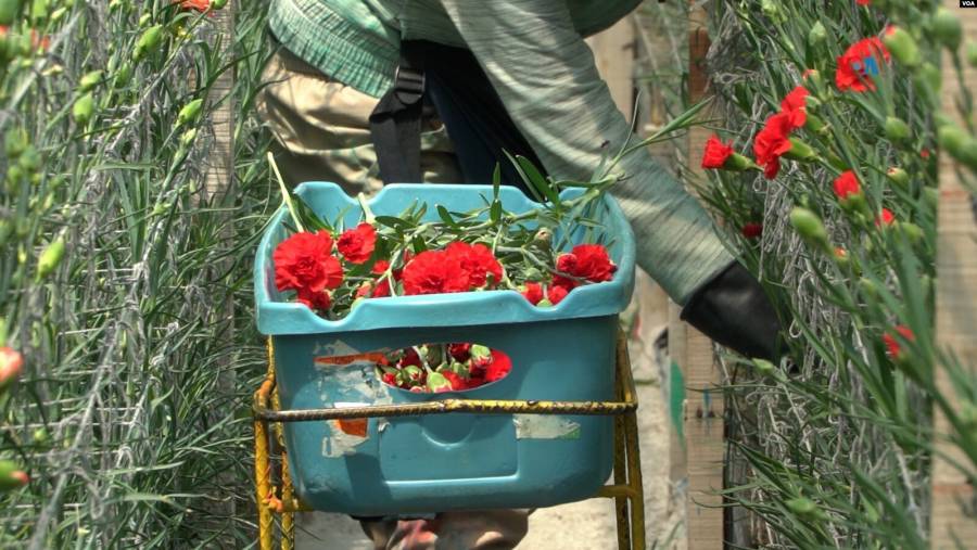 Lagos artificiales de cultivos de flores en Bogot&aacute;: un refugio clave para especies de aves en peligro