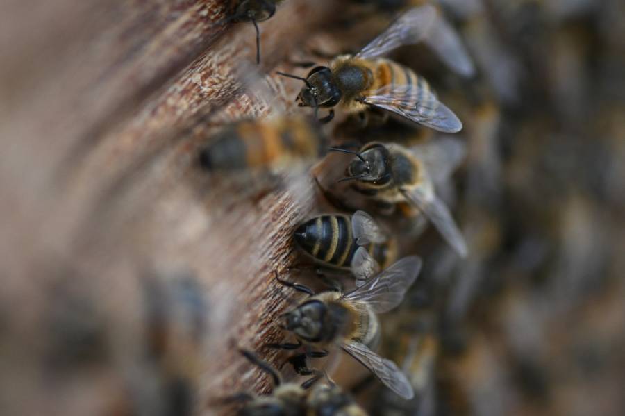 Alerta en Barbosa por ataque de abejas en plena v&iacute;a p&uacute;blica