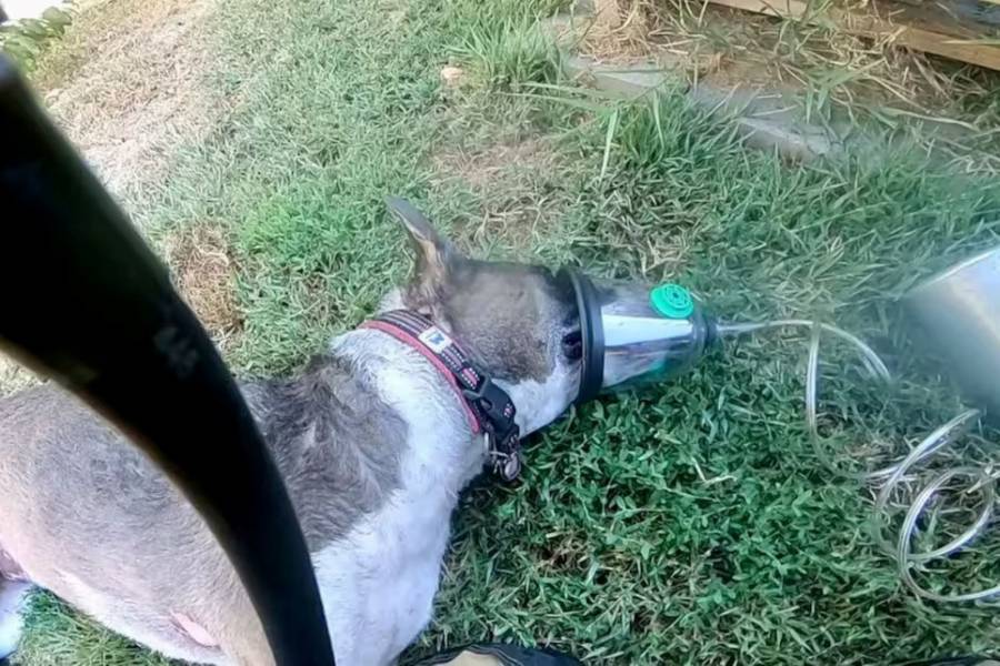 Perro salva a su due&ntilde;a discapacitada durante incendio en California
