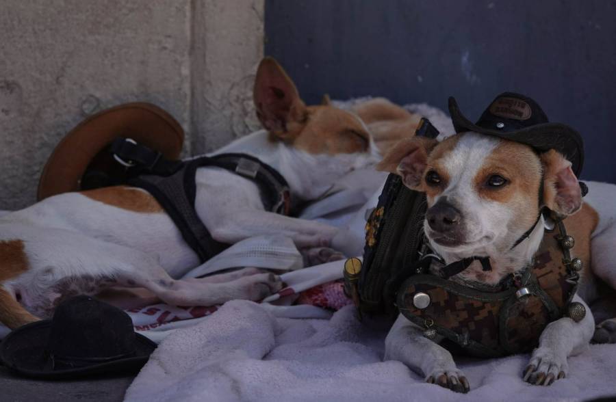 Corte Constitucional proh&iacute;be el embargo de mascotas en procesos judiciales