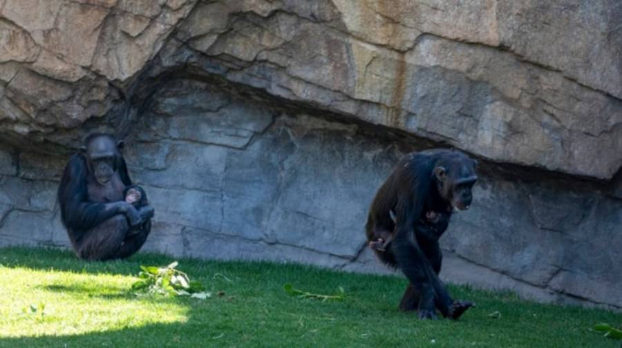 Conmovedor duelo de una chimpanc&eacute; en Valencia llega a su fin tras siete meses