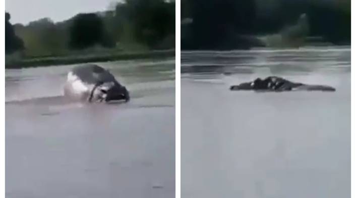 Impresionante avistamiento de hipopótamo en el río Magdalena causa furor en redes sociales