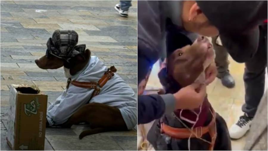 Rescatan a perro utilizado como atracci&oacute;n en Bogot&aacute; bajo presunto maltrato