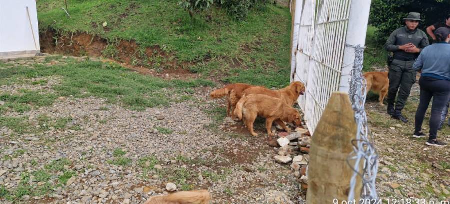 Alcald&iacute;a de Guarne rescata 11 perros en estado cr&iacute;tico tras denuncia de maltrato animal