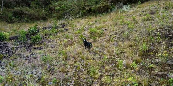 El video de un oso junto a un embalse sin agua prende las alarmas por sequía en Colombia