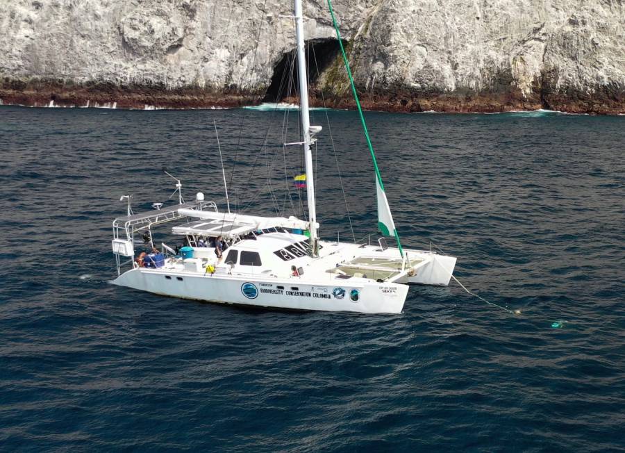 Silky: Guardi&aacute;n de las aguas de malpelo en defensa de los tiburones