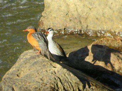 El Pato de Torrentes: un tesoro natural en peligro en La Ceja