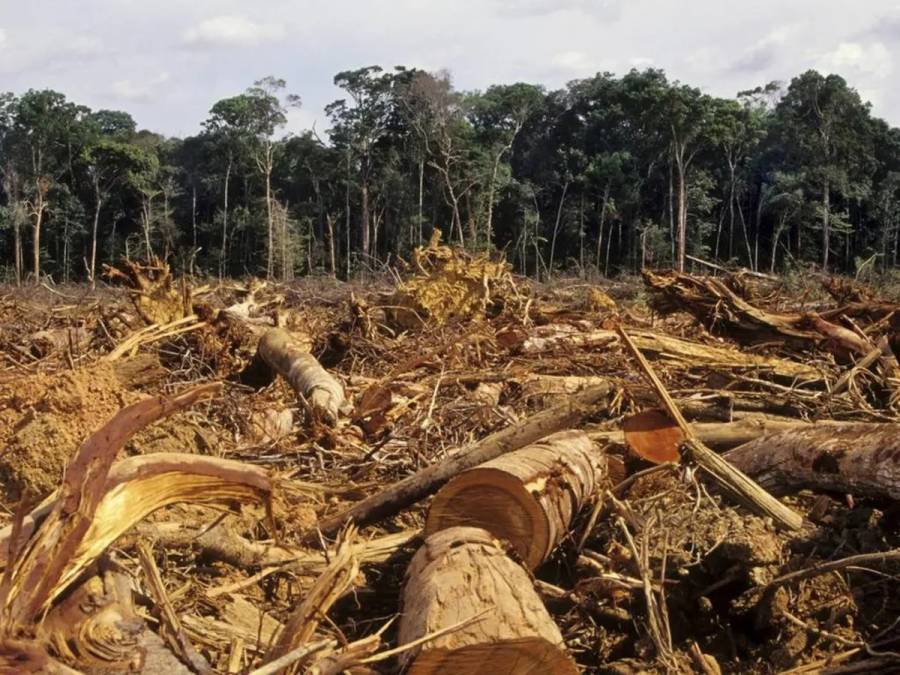 Herramientas tecnológicas impulsan la lucha contra la deforestación en la Amazonía