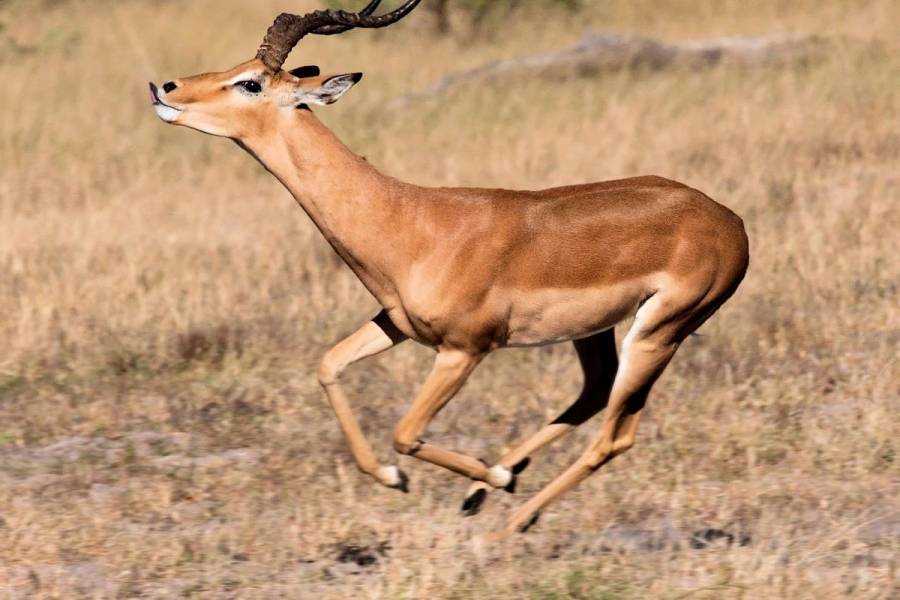 Zool&oacute;gico de Cali lamenta la muerte de dos ant&iacute;lopes por estr&eacute;s causado por p&oacute;lvora