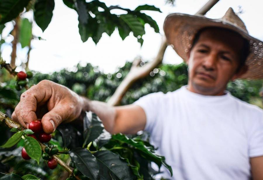 Exportaciones de productos agropecuarios crecieron 8.7% en noviembre de 2024: DANE