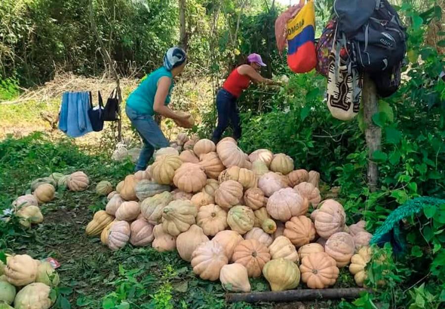 Familias campesinas beneficiarias de la Reforma Agraria est&aacute;n recogiendo sus cosechas por toneladas
