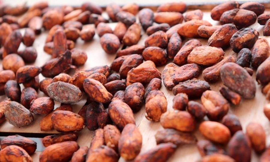 Gobierno impulsa producci&oacute;n de caf&eacute; y cacao y mejora la infraestructura vial en Tolima