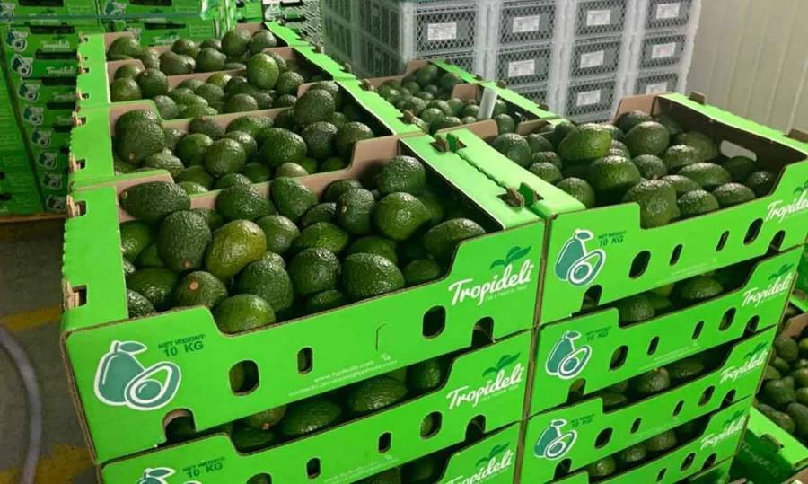 Colombia export&oacute; 6.512 toneladas de aguacate Hass, protagonista en el Super Bowl 2025