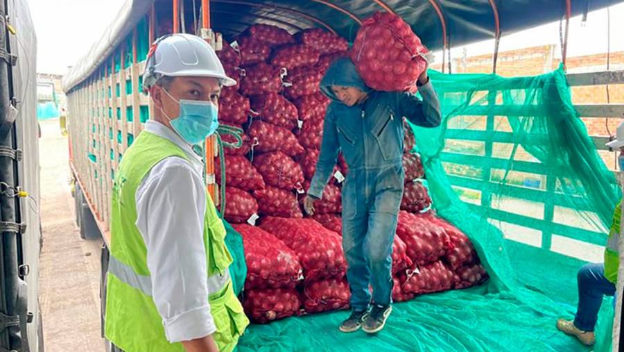 Sector cebollero se reactiva: aumento en el precio de la cebolla roja garantiza ingresos justos para los productores