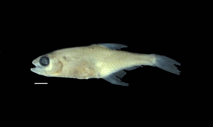 Identifican nueva especie de pez miniatura en la Amazonia