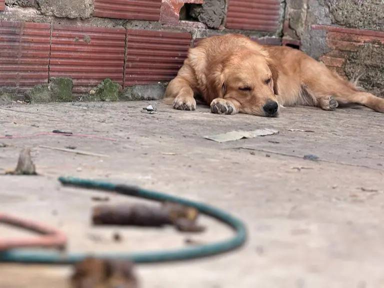 Rescatan animales dom&eacute;sticos en condiciones deplorables en Bogot&aacute;