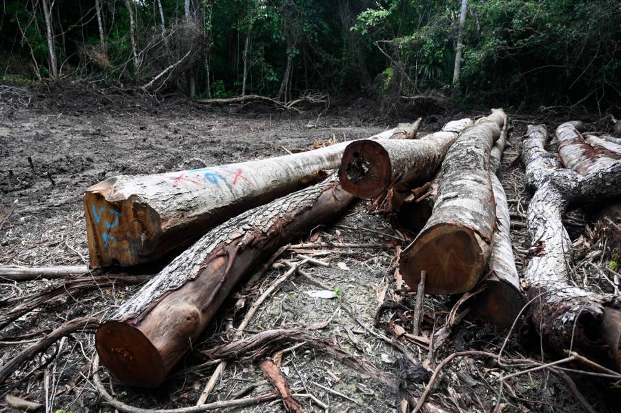 Deforestación en Colombia repunta en 2024 tras registrar mínimos históricos