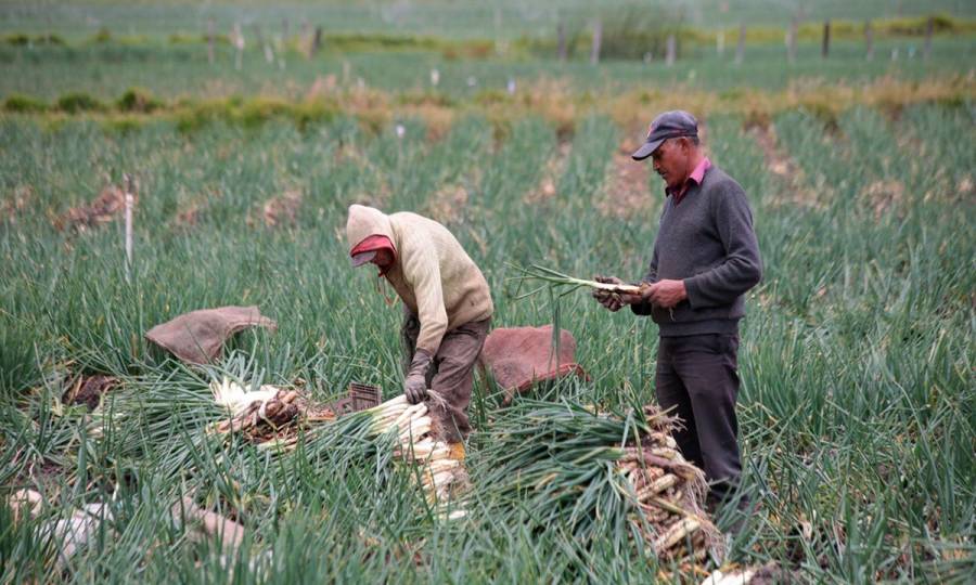Agro colombiano genera 4.8 millones de empleos y marca la tasa más baja de desocupación en seis años