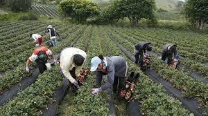 Empleo en el sector agropecuario de Colombia alcanza cifras r&eacute;cord en enero