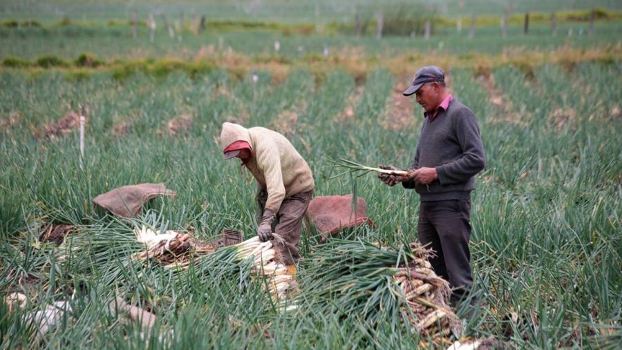 Agro colombiano genera 4,8 millones de empleos y marca la tasa más baja de desocupación en seis años para un mes de enero