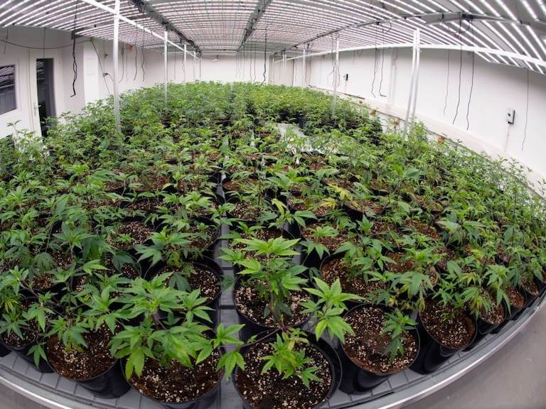 Debate en el Congreso de Colombia sobre la legalizaci&oacute;n de la marihuana