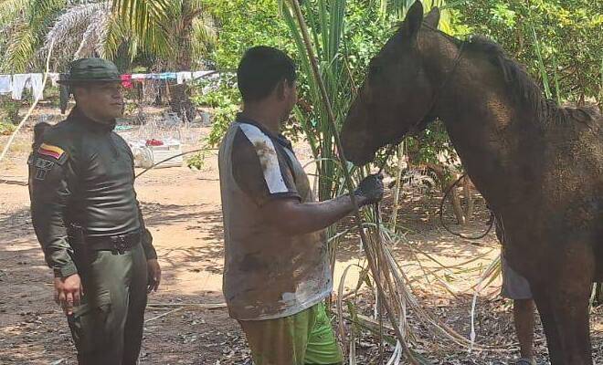 Policías y comunidad salvan caballo atrapado en pozo séptico en el Vichada
