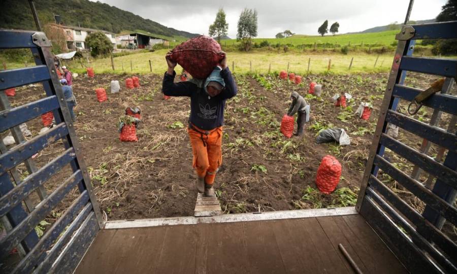 Más de 100 productores de papa en Boyacá avanzan en asociatividad para mejorar precios y ventas