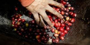 Producción y exportaciones de café colombiano aumentan con cifras históricas en 2025