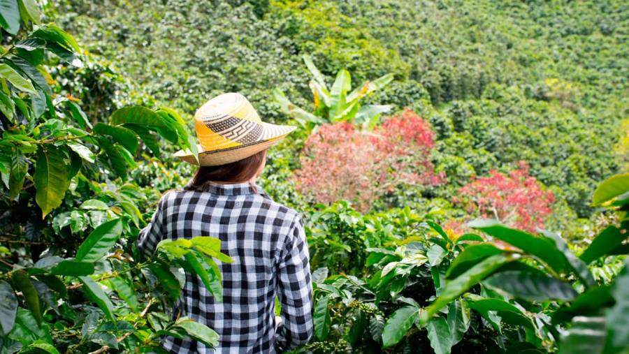 Gobierno invierte cerca de $10.000 millones en proyectos de desarrollo agropecuario y estabilizaci&oacute;n de cultivos en el Catatumbo