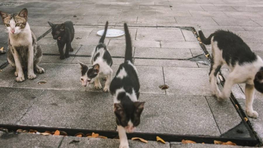 Presunto rapto de gatos negros en Bucaramanga genera alarma y rechazo ciudadano
