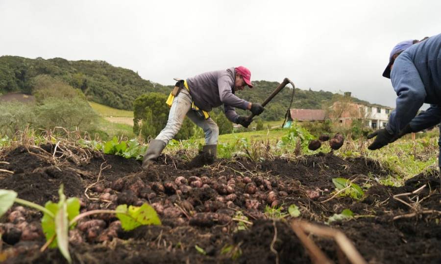 Sector agrario jalonó creación de 381 mil empleos nuevos en marzo de 2025