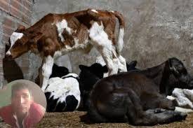 Judicializan al dueño de matadero clandestino en Suba por maltrato animal y contaminación del río Bogotá