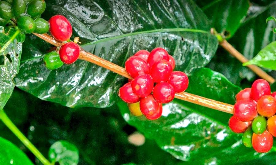 Café, pesca y acuicultura jalonaron PIB agrícola al 7.1% en primer trimestre de 2025
