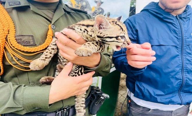 Rescatan Ocelote en Nariño