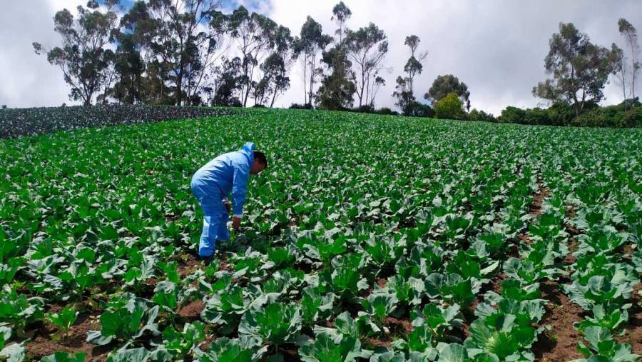 $2.523 millones para cien firmantes de paz y comuneros ind&iacute;genas que desarrollar&aacute;n proyecto hortofrut&iacute;cola en Cauca