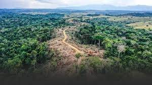 Vías ilegales y cultivos ilícitos impulsan deforestación récord en Amazonía colombiana