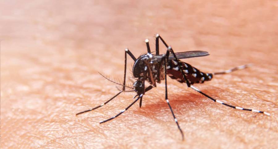 Alerta en Córdoba por aumento de casos de dengue