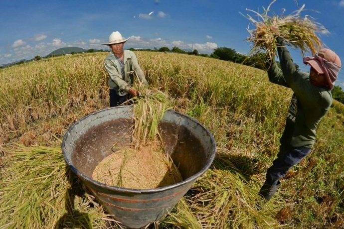 Gobierno destina $22 mil millones para apoyar comercialización de arroz