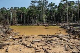 Gobierno refuerza medidas contra la deforestación