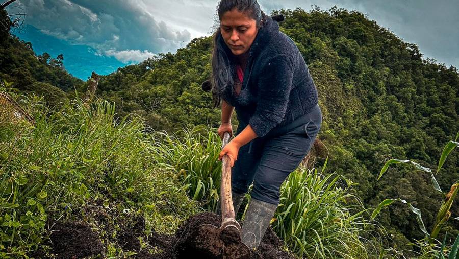 Mujeres cabeza de hogar sembrarán yuca y criarán gallinas en 313 hectáreas entregadas por el Gobierno