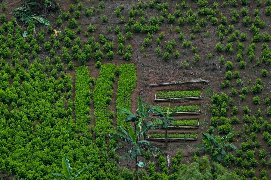 Pagar por arrancar coca: la apuesta de Colombia para golpear al narco