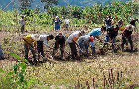 Campesinos del Catatumbo exploran modelo exitoso de sustitución de cultivos en Vichada