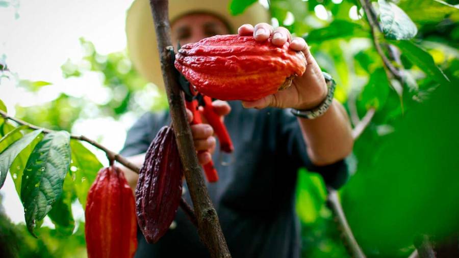 Más de $3.200 millones para garantizar la seguridad alimentaria de los pueblos étnicos de Arauca