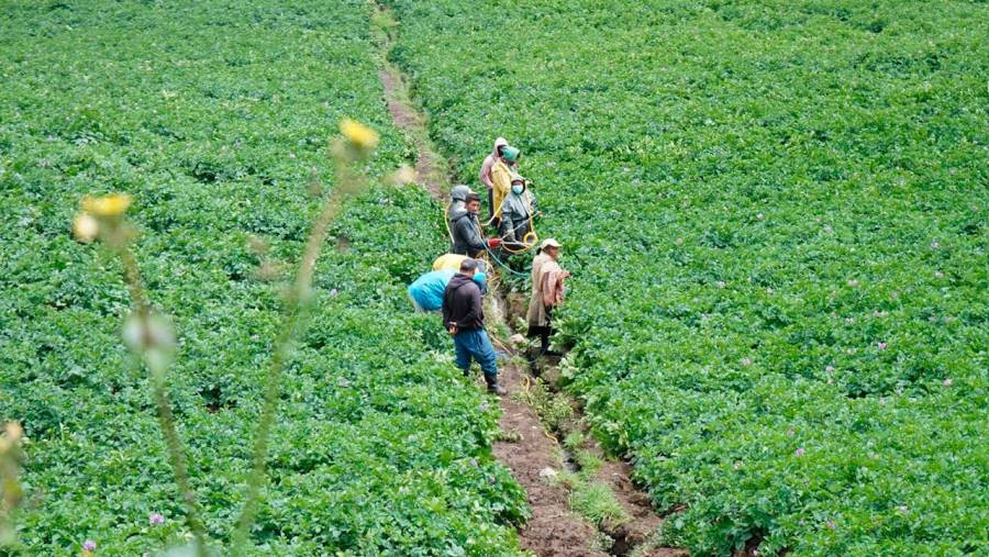 Avanza Censo Nacional Agropecuario, con &eacute;nfasis en agricultura campesina