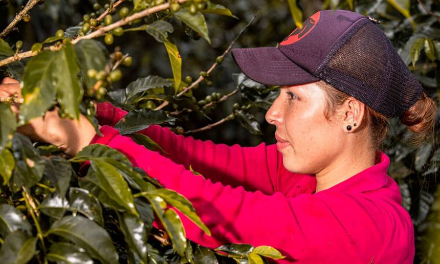 Caf&eacute;, flores y aceite de palma jalonaron exportaciones del agro en abril de 2025