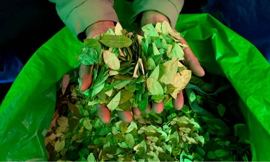 Canciller&iacute;a aborda usos l&iacute;citos de la hoja de coca y pol&iacute;tica migratoria de Espa&ntilde;a